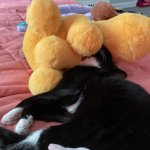 Funny cat