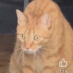Surprised orange cat single
