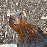 Chicken-Saw what you did there