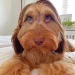 Brian the dog