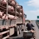Escape...freedom | image tagged in gifs,escape,freedom,pig | made w/ Imgflip video-to-gif maker