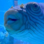 Awkward fish Bob