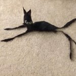 Gato Flaco
