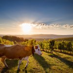 Cow in vineyard