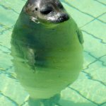 Seal