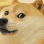 DOGE GIF Template
