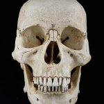 skull