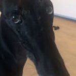 Perrito