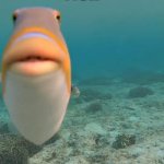 Day 41 of Fish (what's your favorite pizza topping?) | FISH | image tagged in staring fish | made w/ Imgflip meme maker
