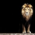 Real lion