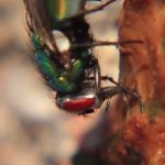Fly Eating Poop meme