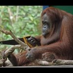 Monkey with saw