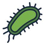 E. coli