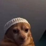 Dog meme