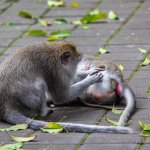Monkey couple