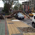 curved tree on car