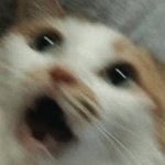 Scared cat meme