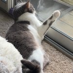 Pondering Cat