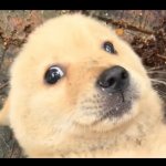 $Doge2