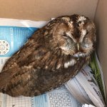 sick owl