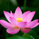lotus flower