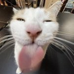Blep Cat