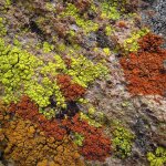 I'm really lichen