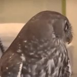 Look how calm owl GIF Template