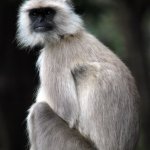 indian hanuman langur