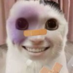trauma cat meme