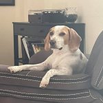 Most Interesting Beagle In The World