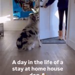 A Day In The Life Of a Stay At Home Dog | image tagged in gifs,mans best friend | made w/ Imgflip video-to-gif maker