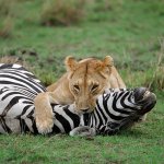 Lion and zebra