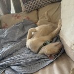 Sleeping Beauty