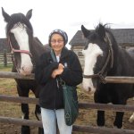 horses