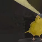 canary in a coal mine