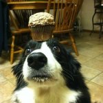 muffin dog