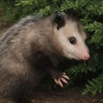 Surprised oppossum