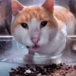 Cat Looking At Camera