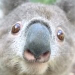 Koala meme