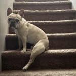 Butters the Frenchie
