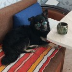 dog with glasses