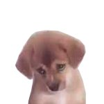 Sad Doggo