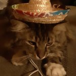sombrero cat