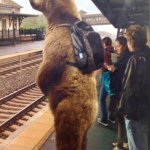 backpack bear
