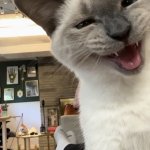 screaming cat