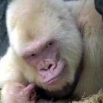 Swow flake gorilla
