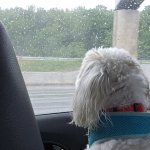 Dog looking out rainy window
