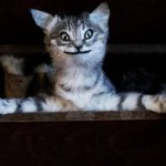 taxidermy cat