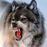 WOLF template